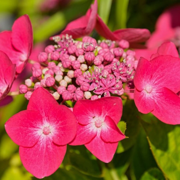 Hydrangea macrophylla 'Teller Red'