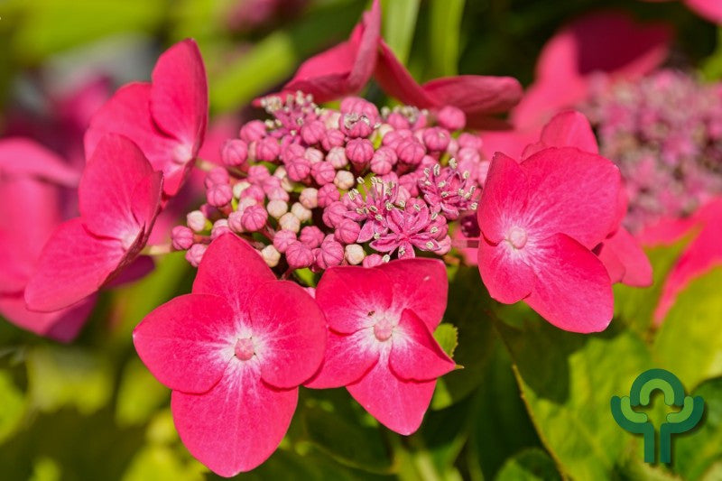 Hydrangea macrophylla 'Teller Red'