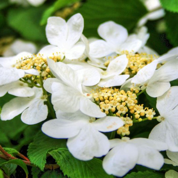 Hydrangea macrophylla 'Teller White'
