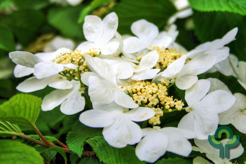 Hydrangea macrophylla 'Teller White'