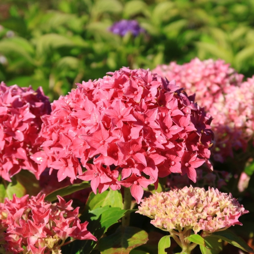 Hydrangea macrophylla 'Tovelit'