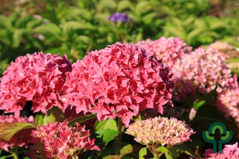 Hydrangea macrophylla 'Tovelit'