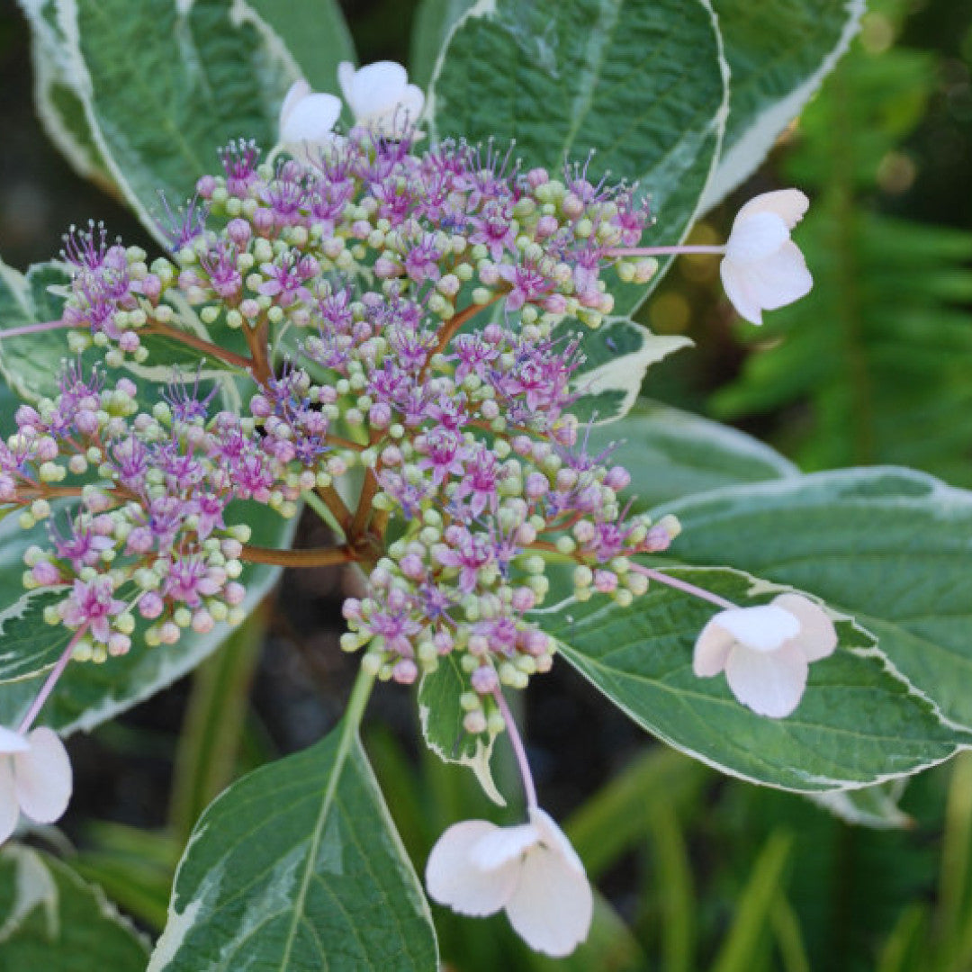 Hydrangea macrophylla 'Tricolor'