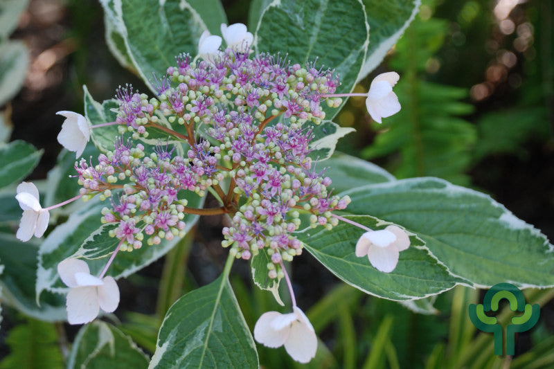 Hydrangea macrophylla 'Tricolor'