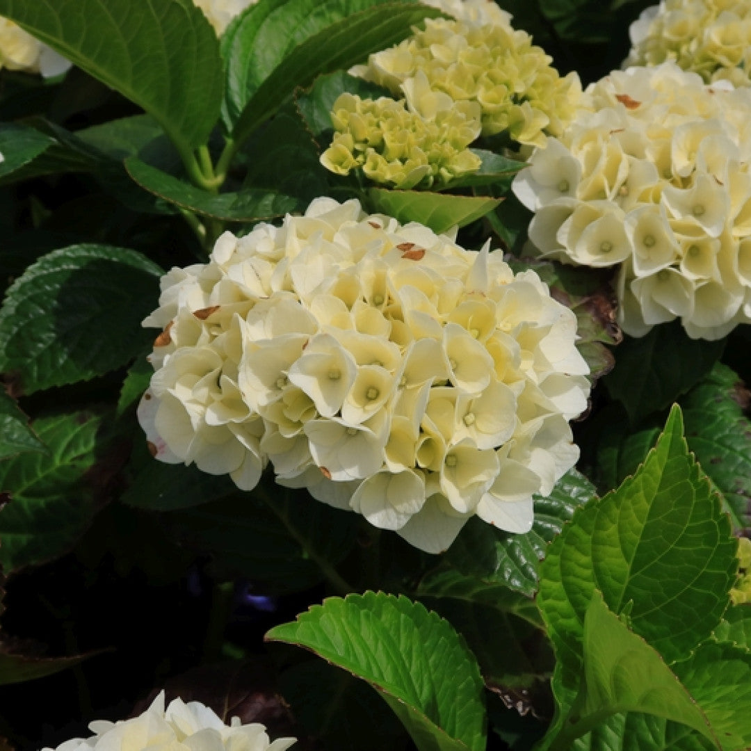 Hydrangea Forever & Ever White ®