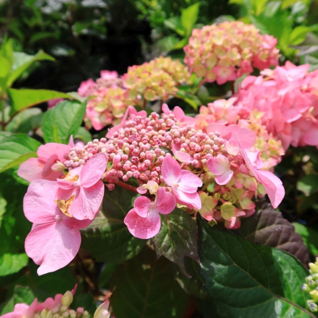 Hydrangea macr. Endl. Summ. 'Twist and Shout' ® - Pink