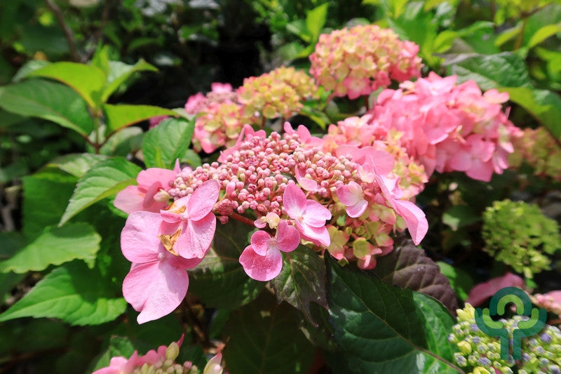 Hydrangea macr. Endl. Summ. 'Twist and Shout' ® - Pink