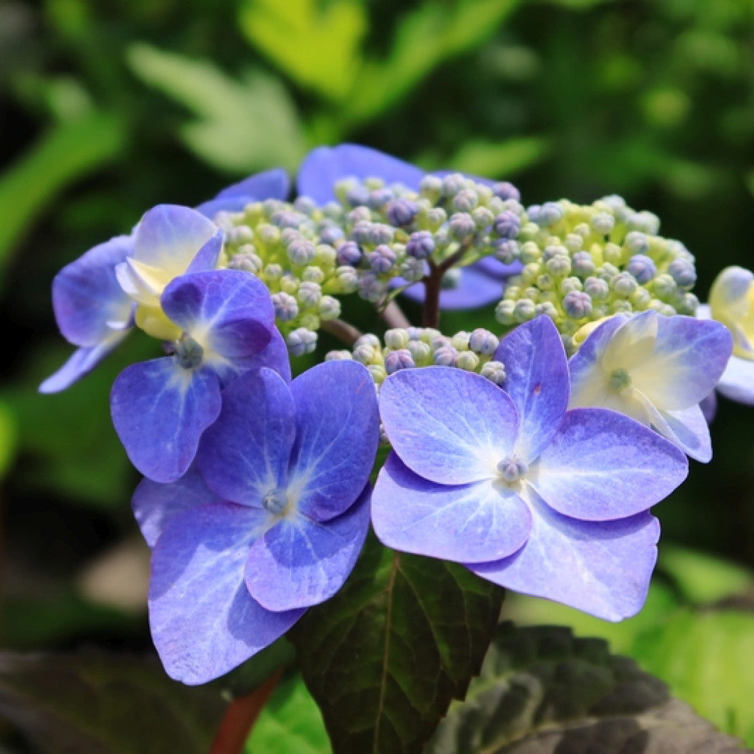 Hydrangea macr. Endl. Summ. 'Twist and Shout' ® - Blue