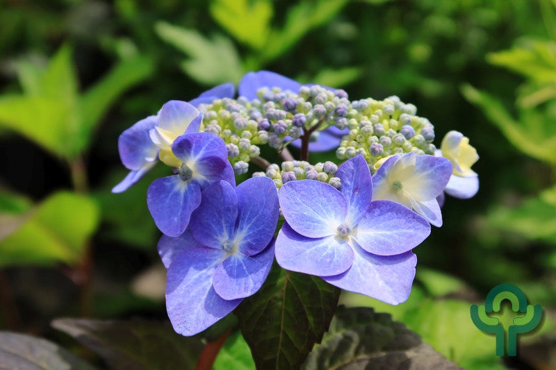 Hydrangea macr. Endl. Summ. 'Twist and Shout' ® - Blue