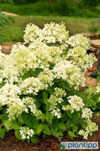Hydrangea paniculata 'Bombshell' ®