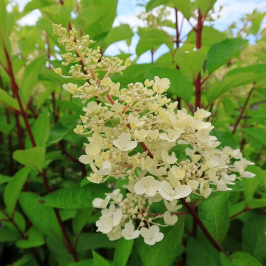 Hydrangea paniculata 'Candlelight'