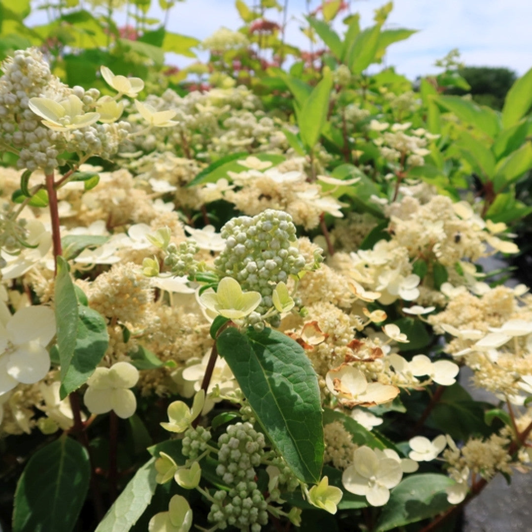 Hydrangea paniculata 'Dahruma'