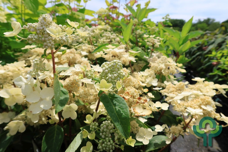 Hydrangea paniculata 'Dahruma'