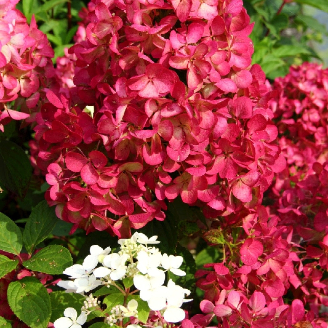Hydrangea paniculata Diamand Rouge