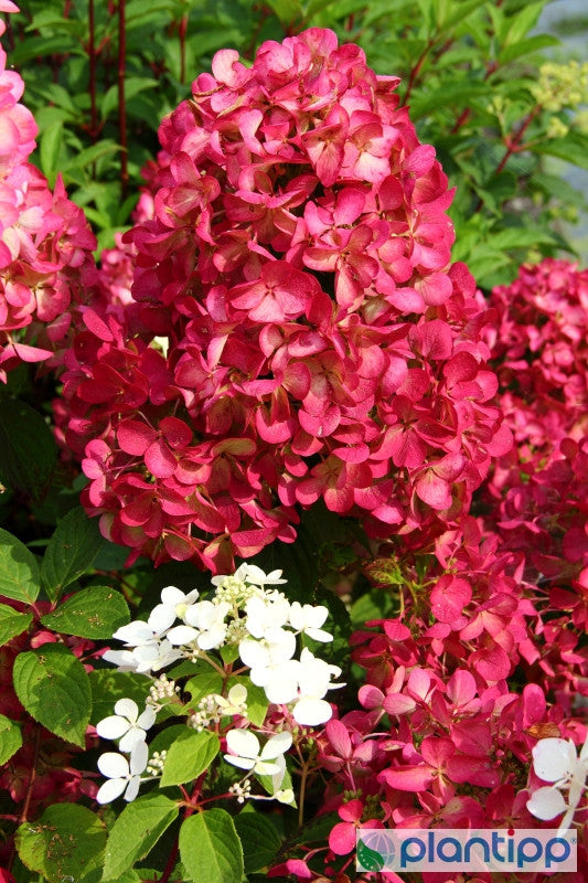 Hydrangea paniculata Diamand Rouge