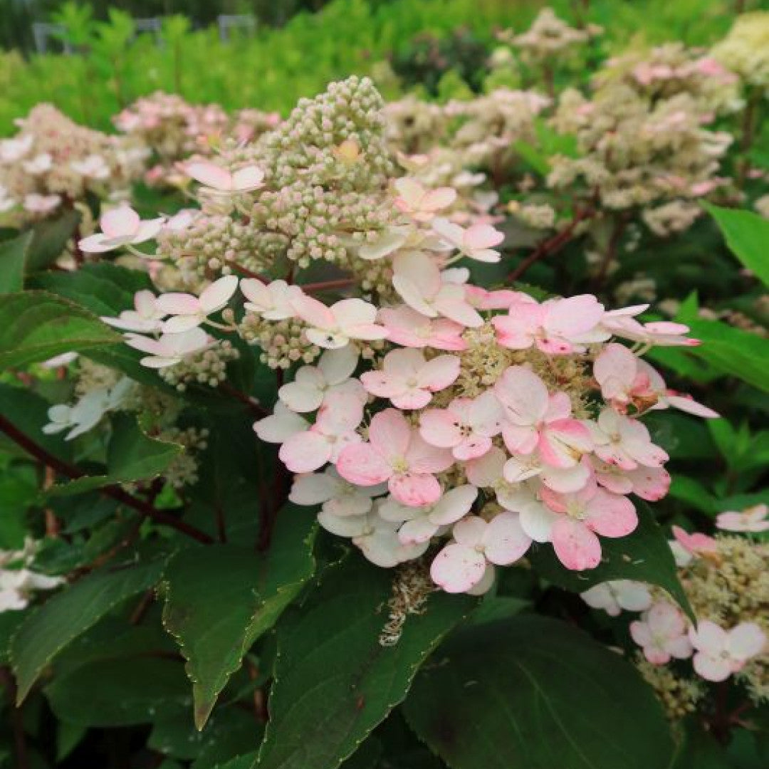 Hydrangea paniculata 'Early Harry' ®