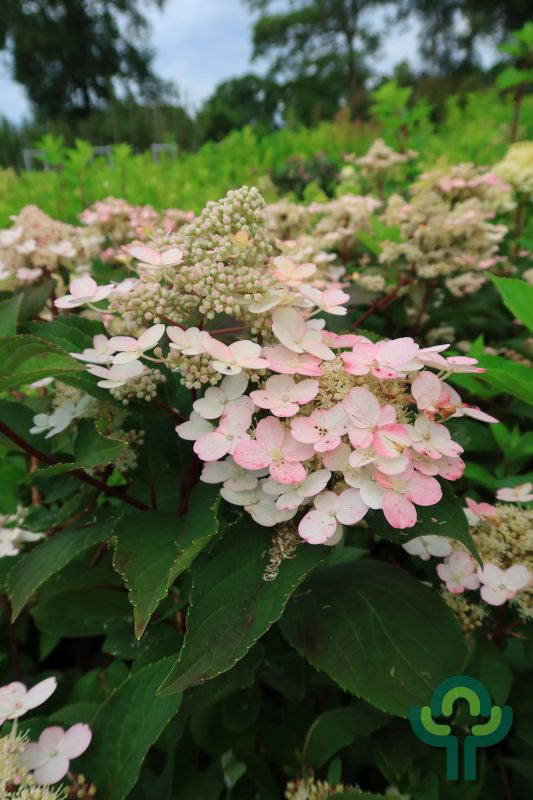Hydrangea paniculata 'Early Harry' ®