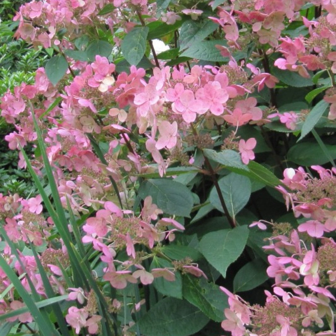 Hydrangea paniculata 'Early Sensation'
