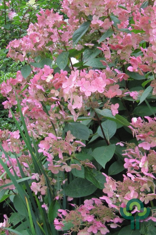 Hydrangea paniculata 'Early Sensation'