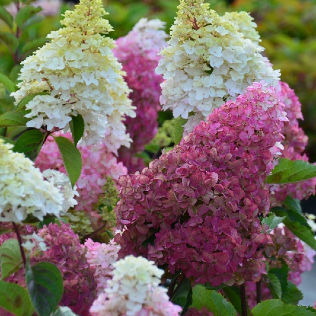 Hydrangea paniculata Fraise Melba