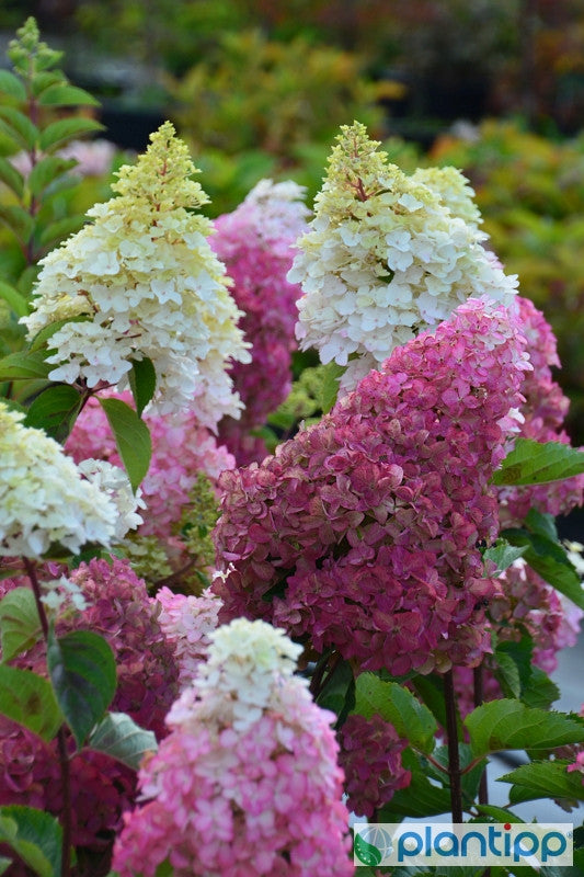 Hydrangea paniculata Fraise Melba