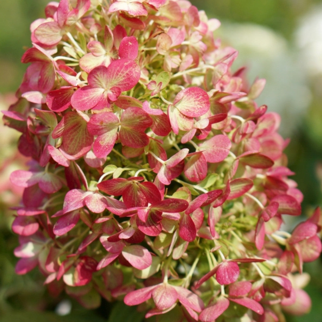 Hydrangea paniculata 'Graffity'