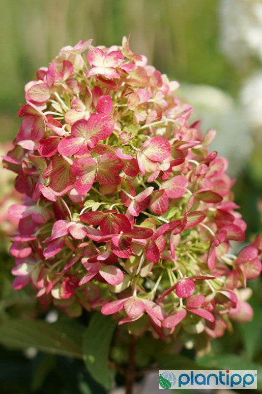 Hydrangea paniculata 'Graffity'