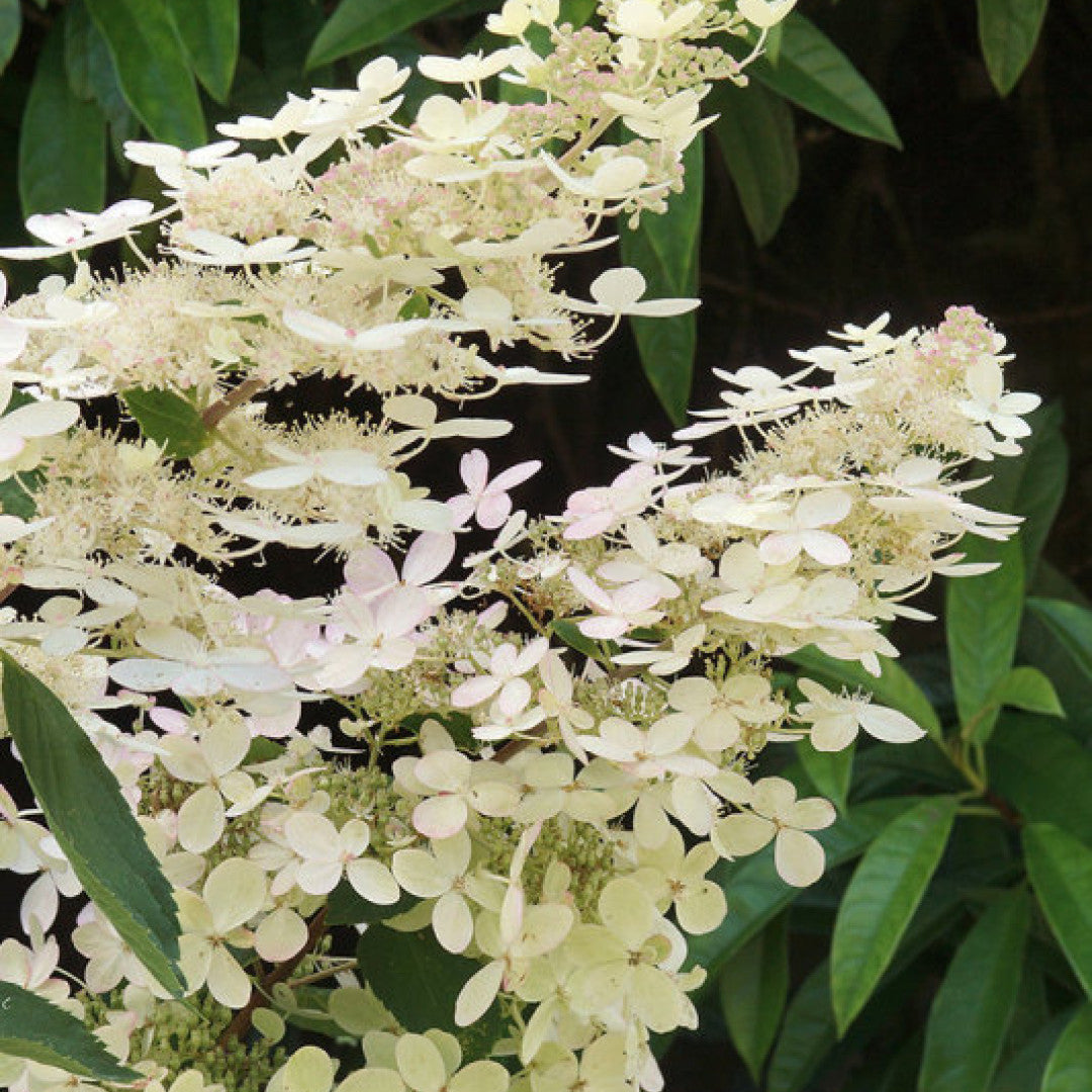 Hydrangea paniculata 'Grandiflora'