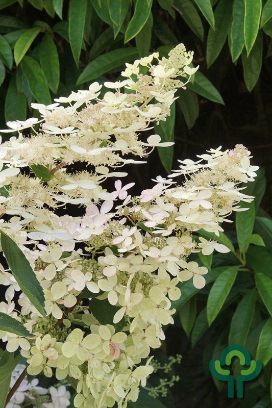 Hydrangea paniculata 'Grandiflora'