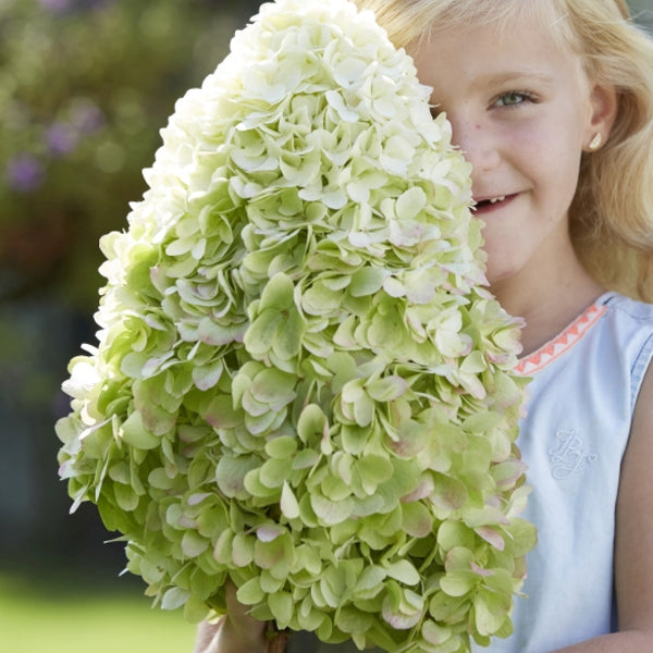 Hydrangea paniculata 'Hercules'®