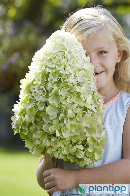 Hydrangea paniculata 'Hercules'®