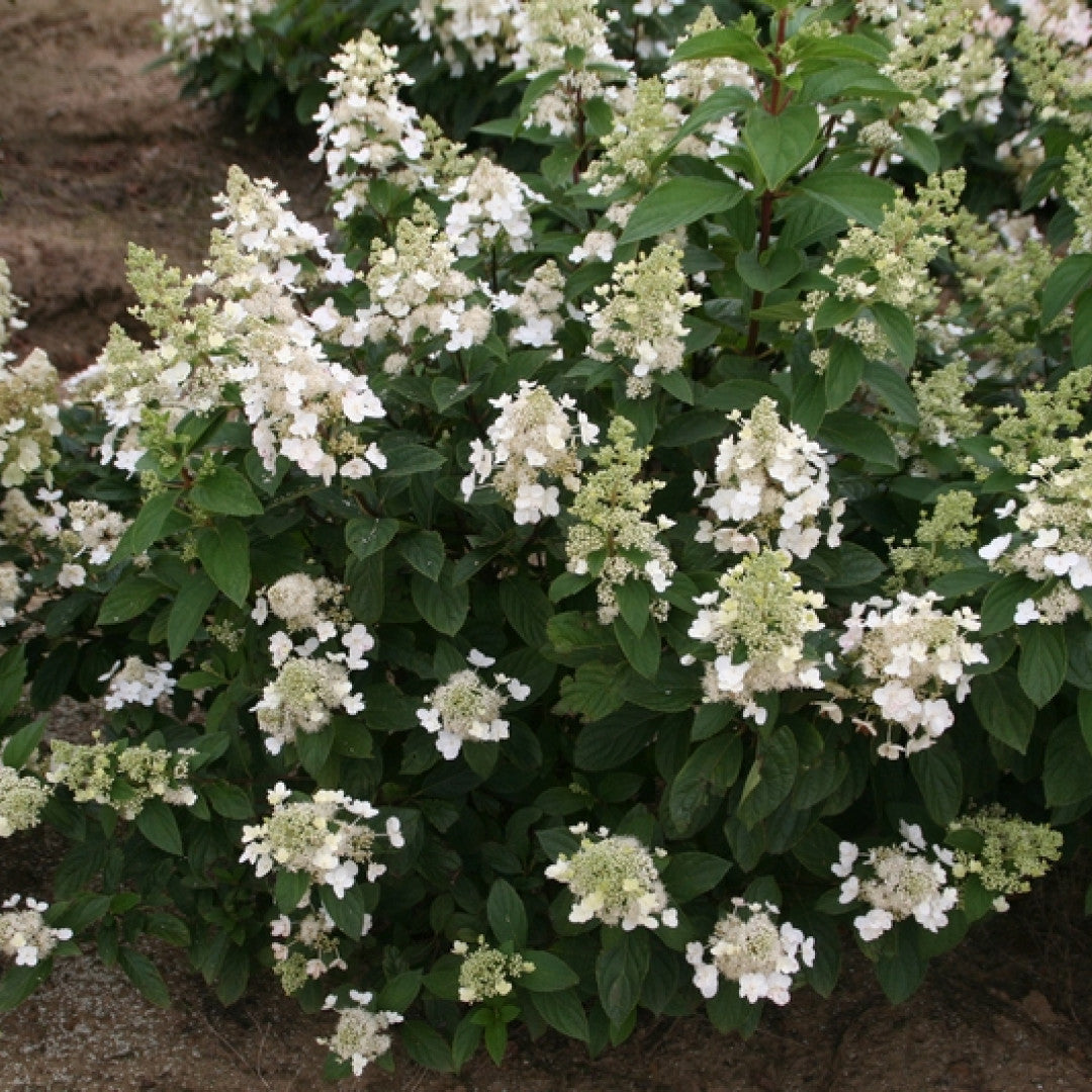 Hydrangea paniculata 'Kyushu'