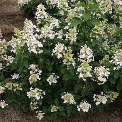 Hydrangea paniculata 'Kyushu'