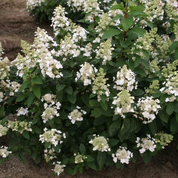 Hydrangea paniculata 'Kyushu'