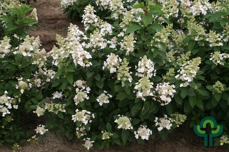 Hydrangea paniculata 'Kyushu'