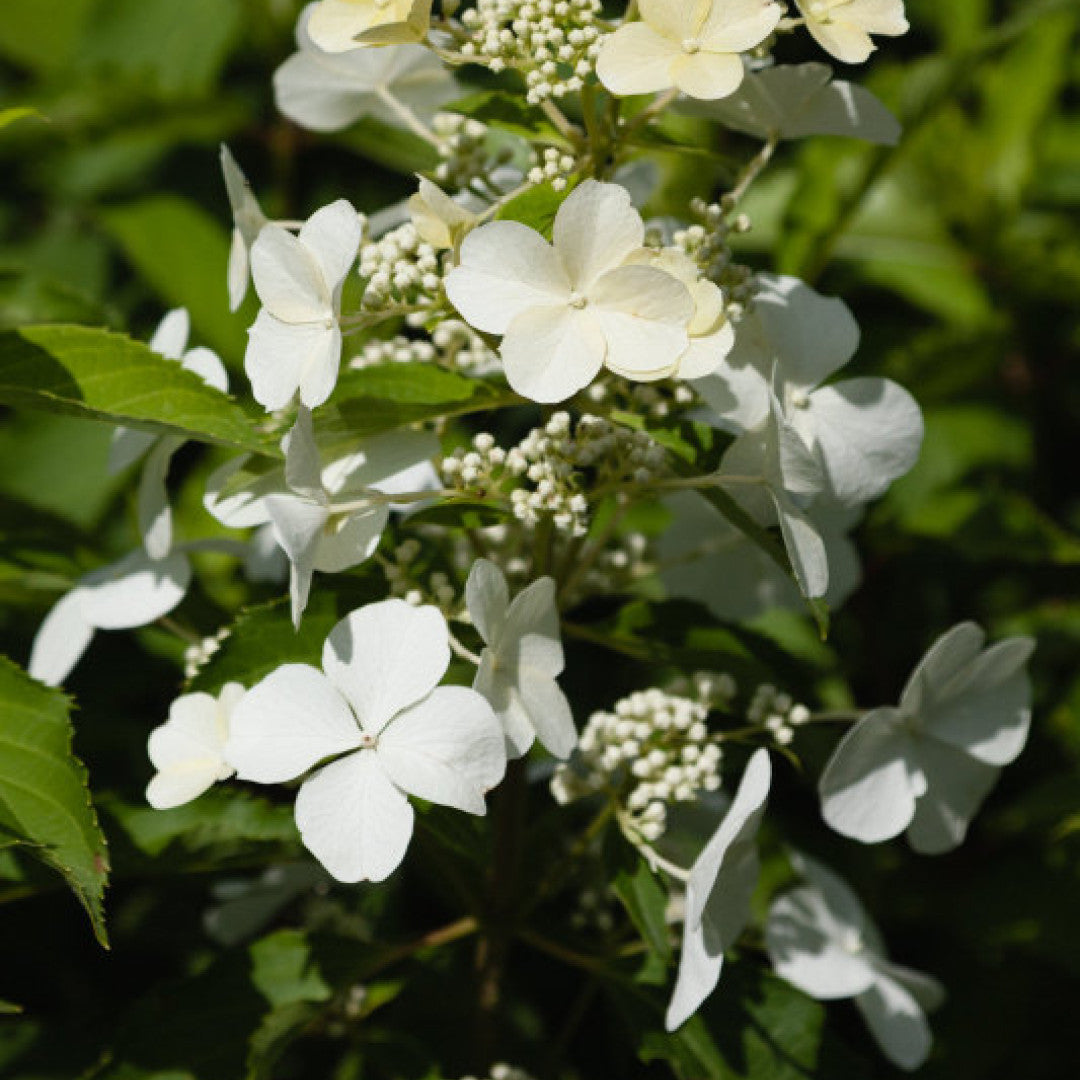 Hydrangea paniculata 'Levana' ®