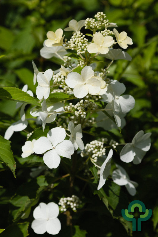 Hydrangea paniculata 'Levana' ®