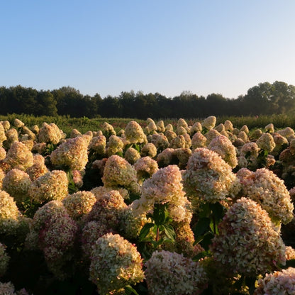 Hydrangea paniculata 'Limelight' ®