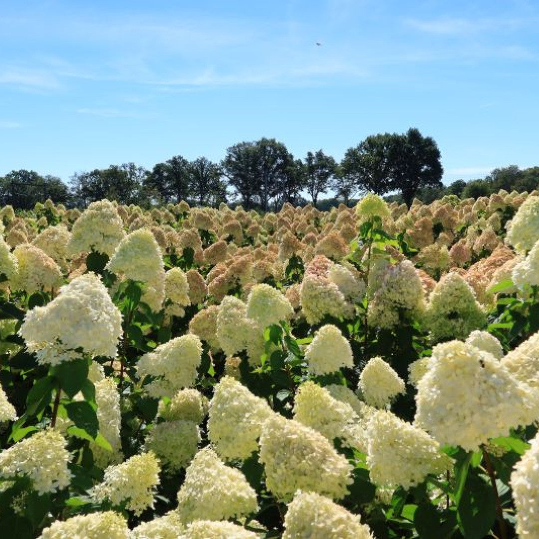Hydrangea paniculata 'Limelight' ®