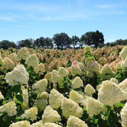 Hydrangea paniculata 'Limelight' ®