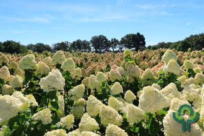 Hydrangea paniculata 'Limelight' ®