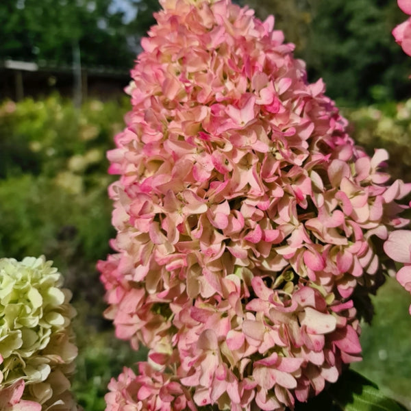 Hydrangea paniculata 'Little Fresco'