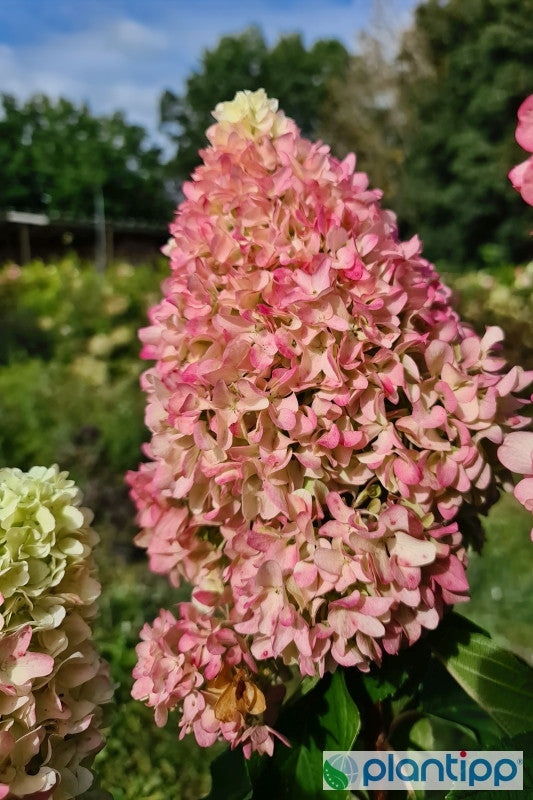 Hydrangea paniculata 'Little Fresco'