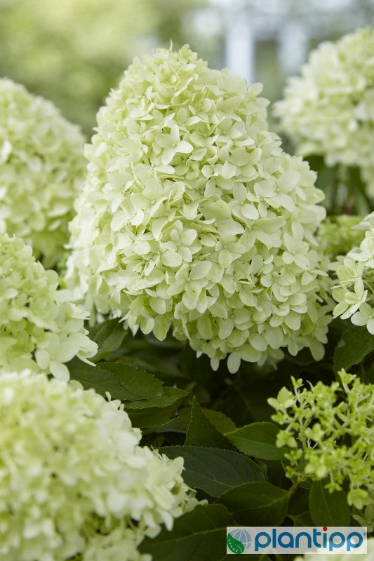 Hydrangea paniculata 'Little Spooky'