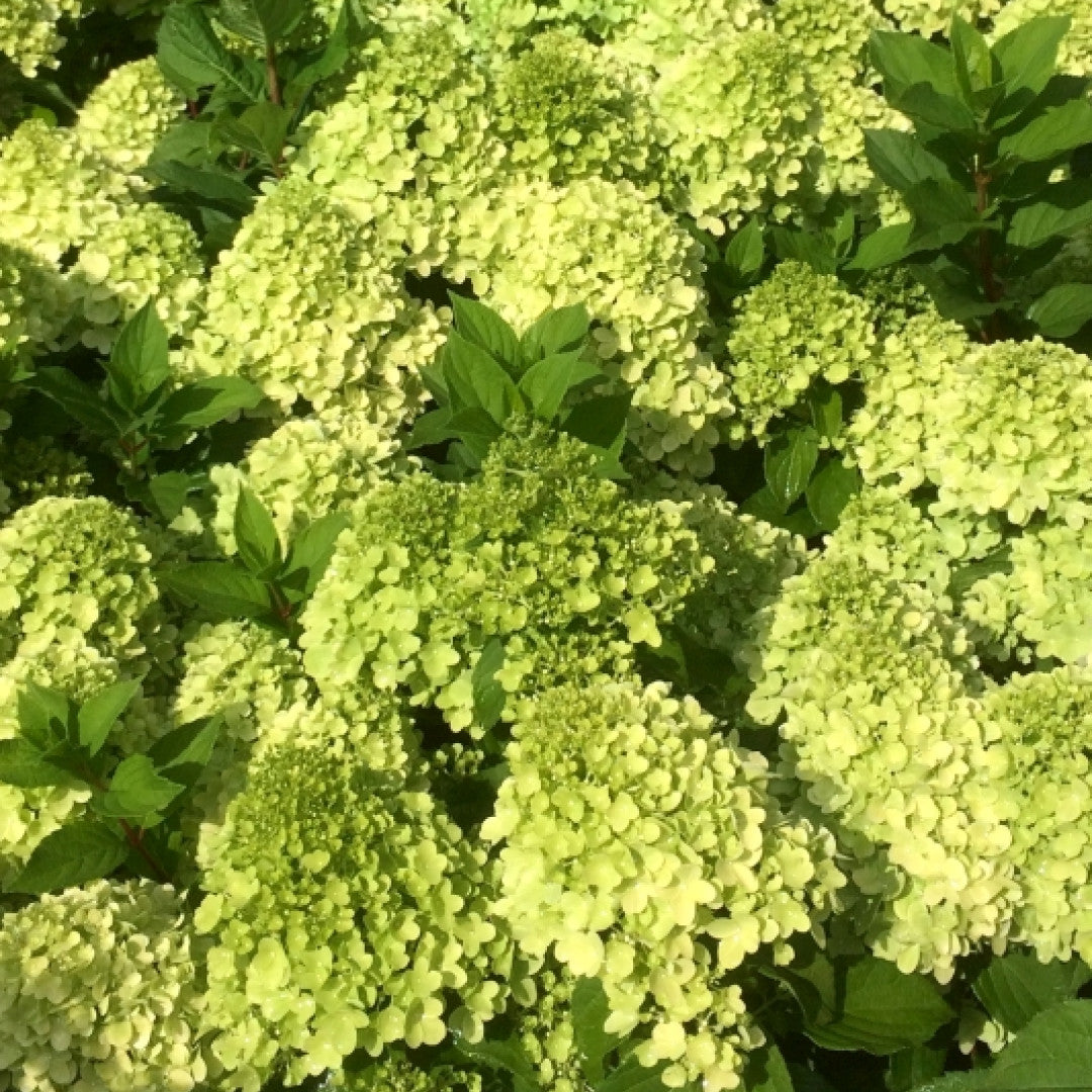 Hydrangea paniculata 'Mojito'