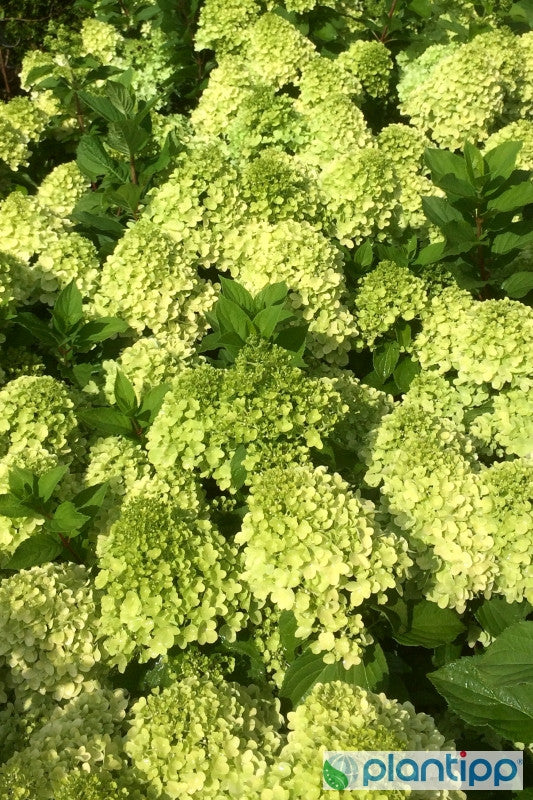 Hydrangea paniculata 'Mojito'