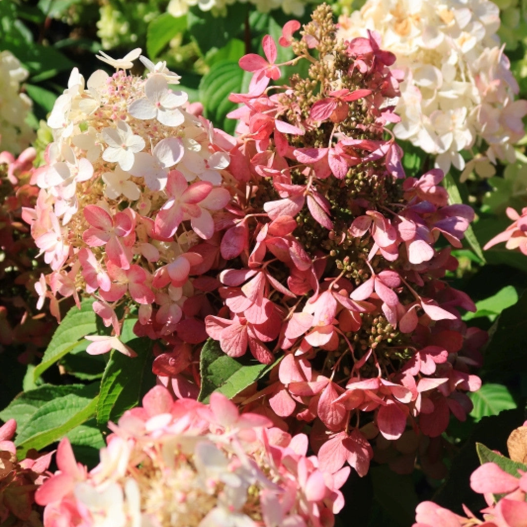 Hydrangea paniculata 'Pandora'