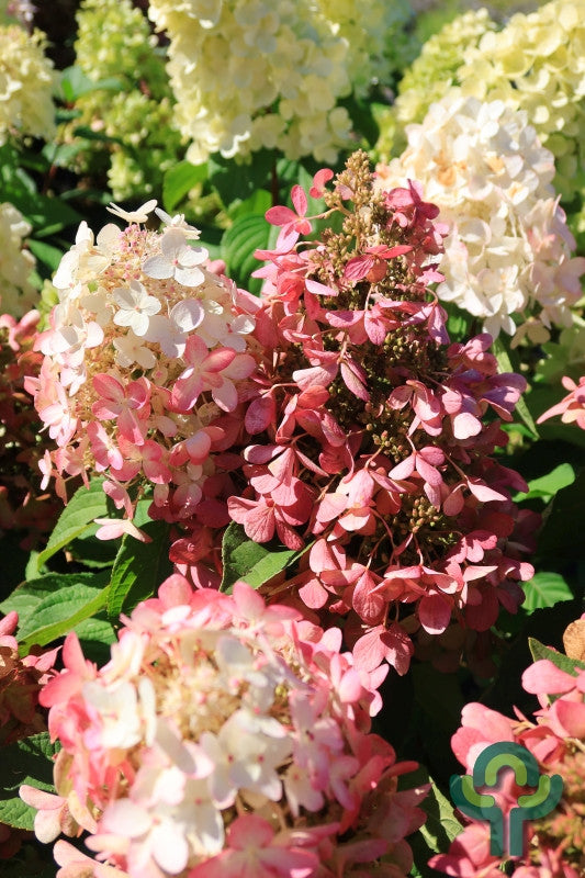 Hydrangea paniculata 'Pandora'