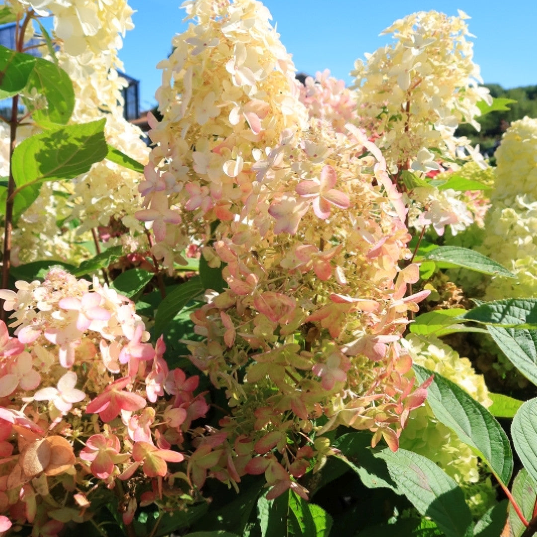 Hydrangea paniculata 'Panzola'