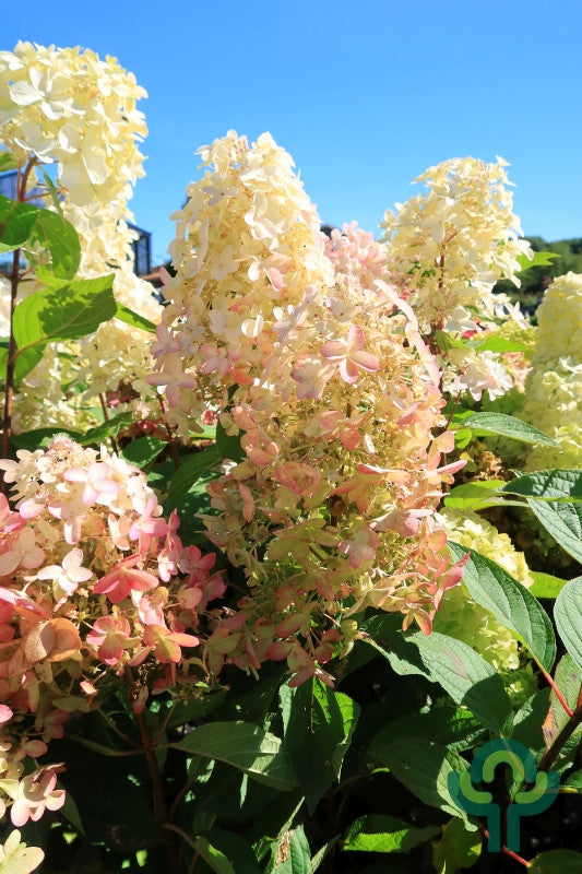 Hydrangea paniculata 'Panzola'